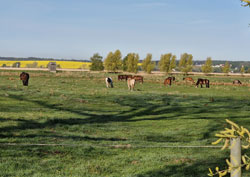 Spaziergang am Peenestrom entlang Ziemitz